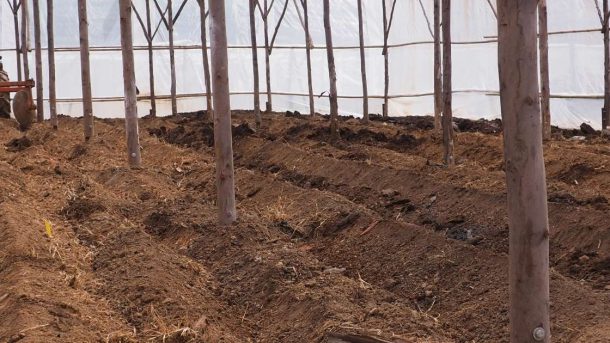 Soil Sterilization
