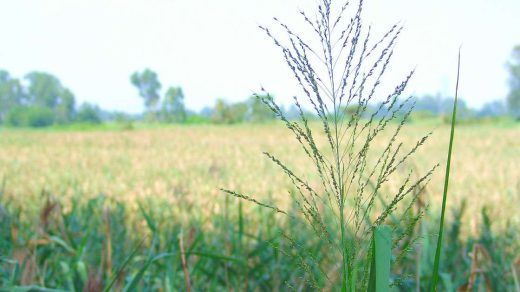 weed management