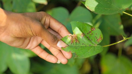 verticillium wilt