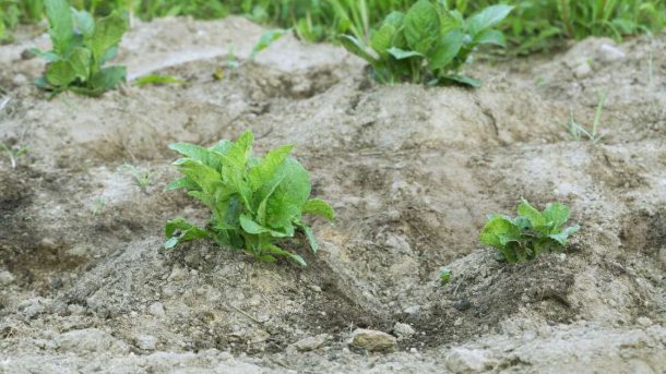 earthing