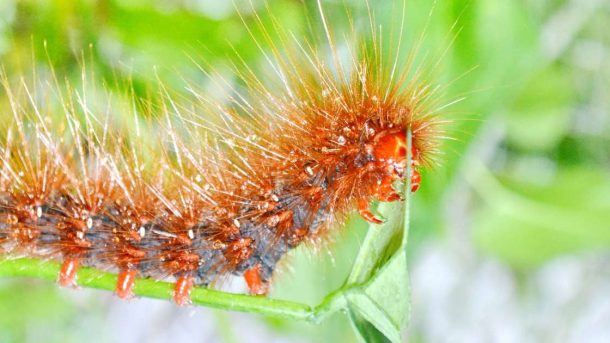 caterpillars