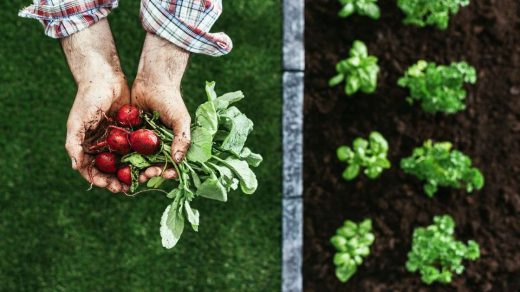 organic farming