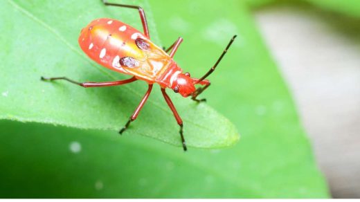 Cotton Bug