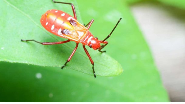 Cotton Bug