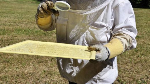 pest monitoring