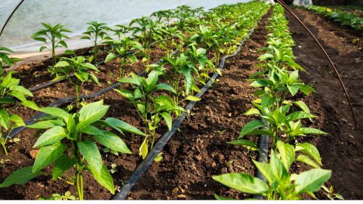 drip irrigation