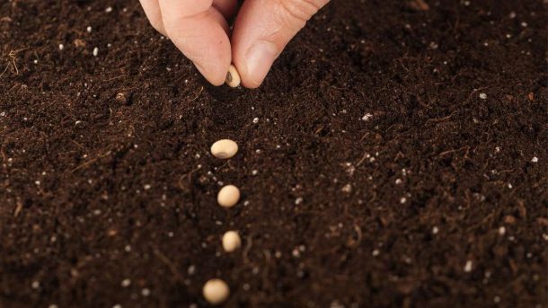 certified seed