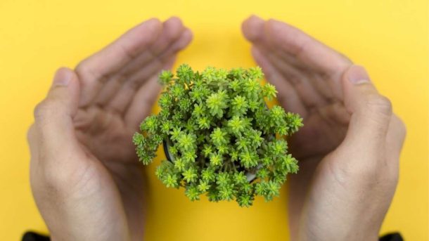 plant protection