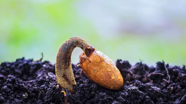 seed