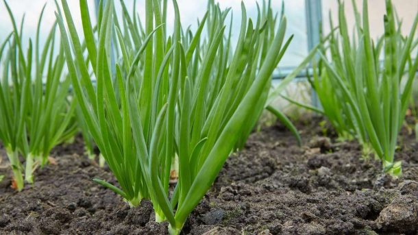 cultivation
