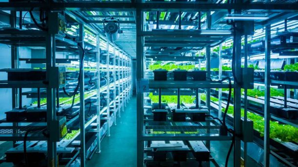 hydroponics
