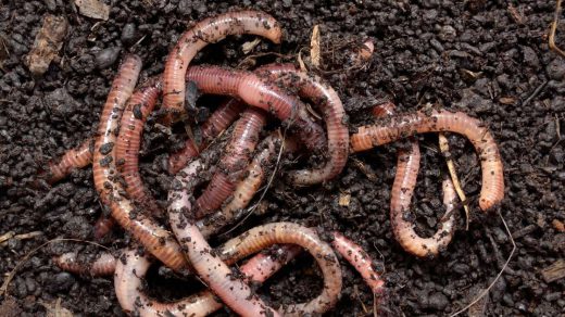 Vermi-composting
