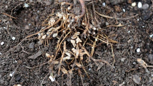 Rhizobium