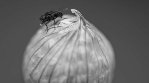 onion