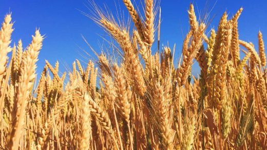 rabi crops