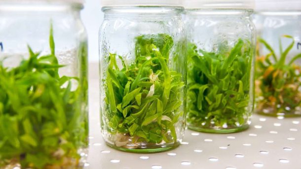plant tissue