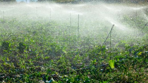 sprinkler irrigation
