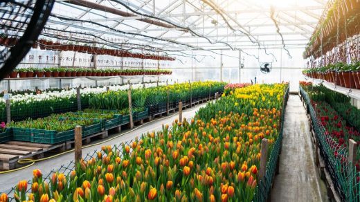 floriculture