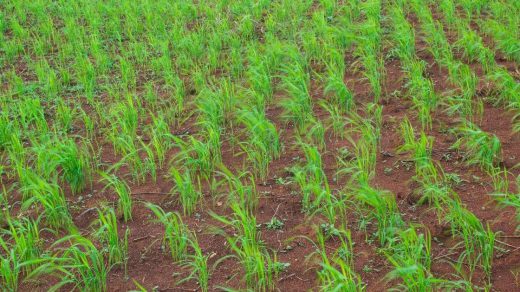 rainfed rice