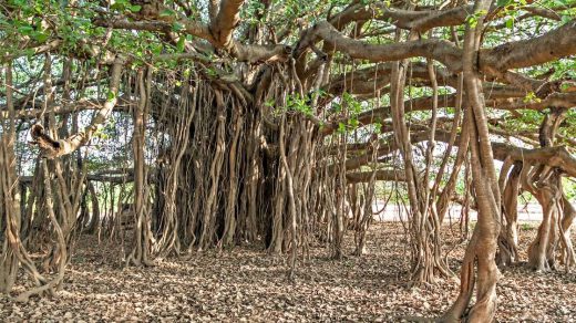 banyan tree