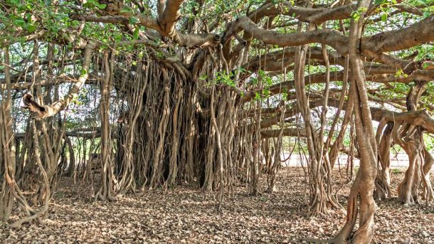 banyan tree