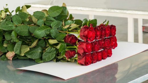 rose