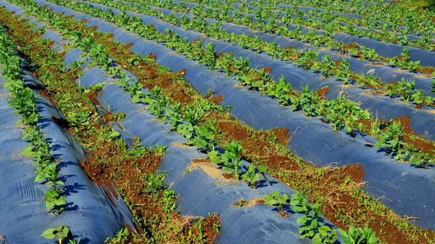 plastic mulching