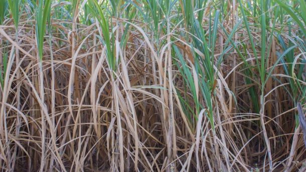 sugarcane