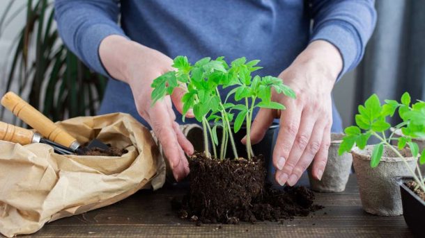 transplanting
