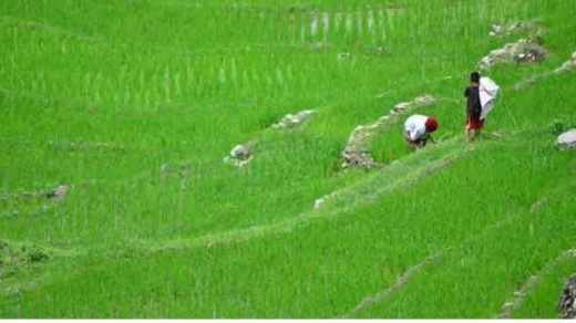 alternative farming