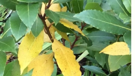 bay leaves