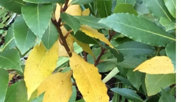 bay leaves