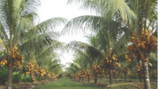 coconut