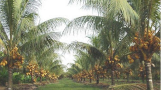 coconut