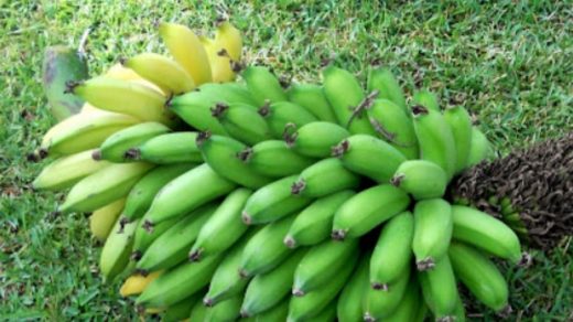 dwarf banana