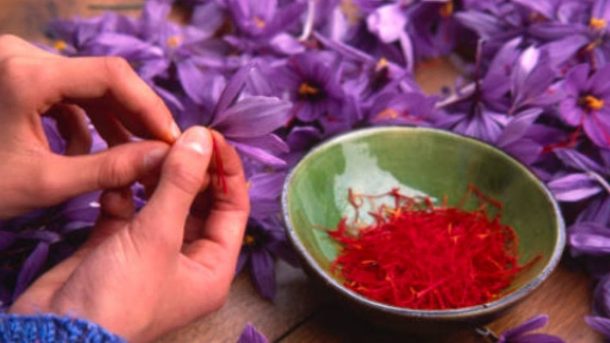 saffron harvested