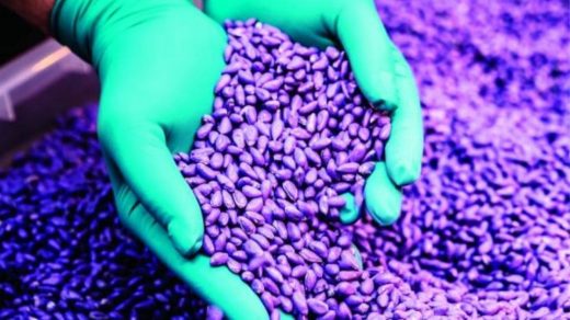 seed