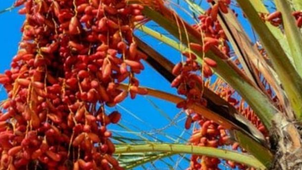 date palm tree