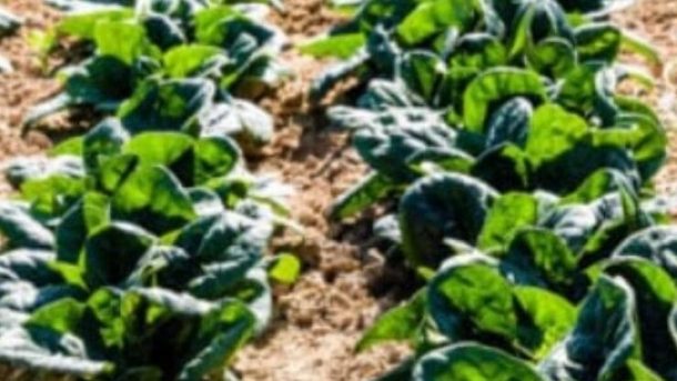 Dry farming