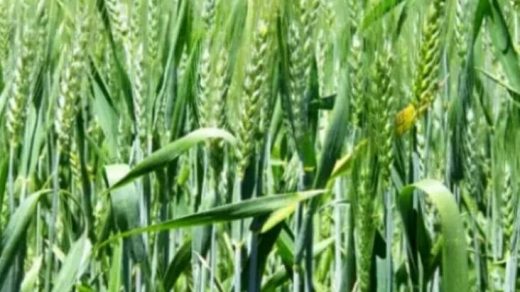 wheat