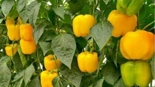 fruit thinning
