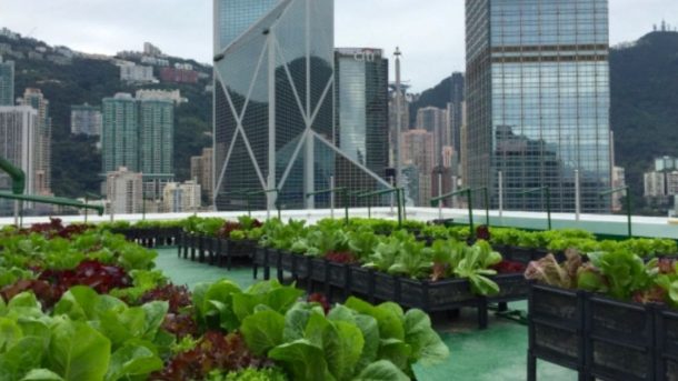 rooftop farming