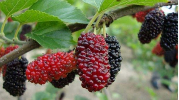 mulberry