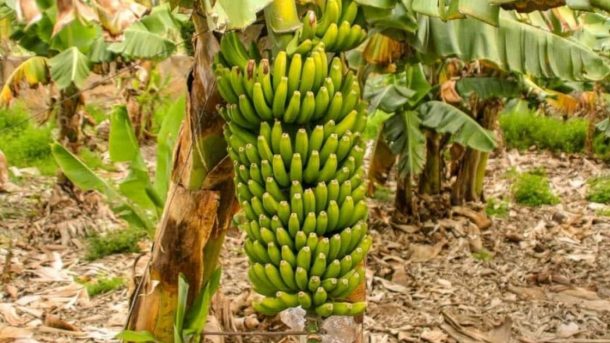 climate