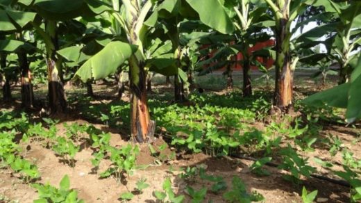 intercrop