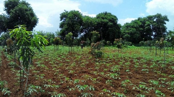 intercrop