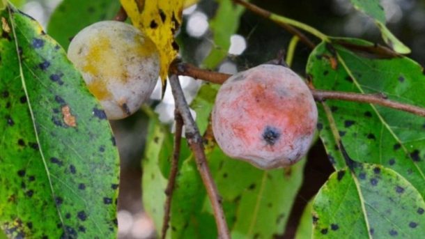 anthracnose