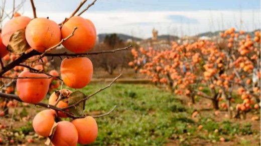 persimmon