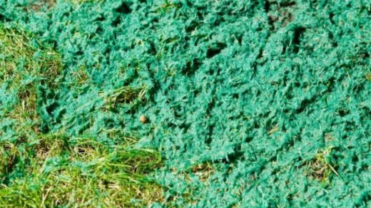 hydroseeding