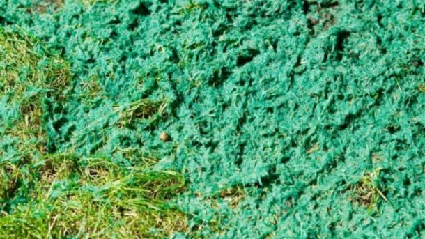 hydroseeding